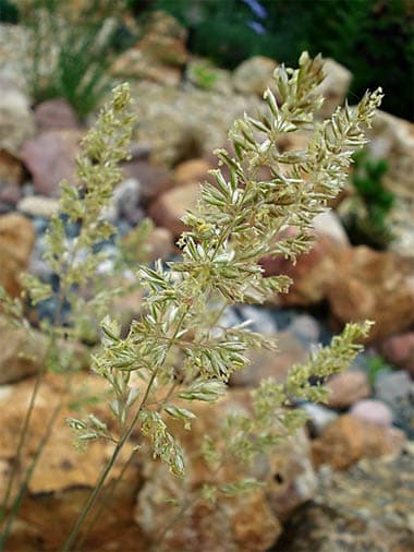 Koeleria glauca